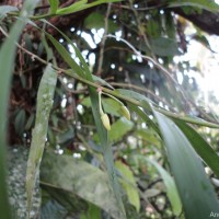 Dendrobium salaccense (Blume) Lindl.